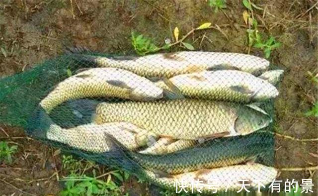 草鱼|夏季浮钓草鱼技术要点，别看是钓浮，打窝可是打底窝的