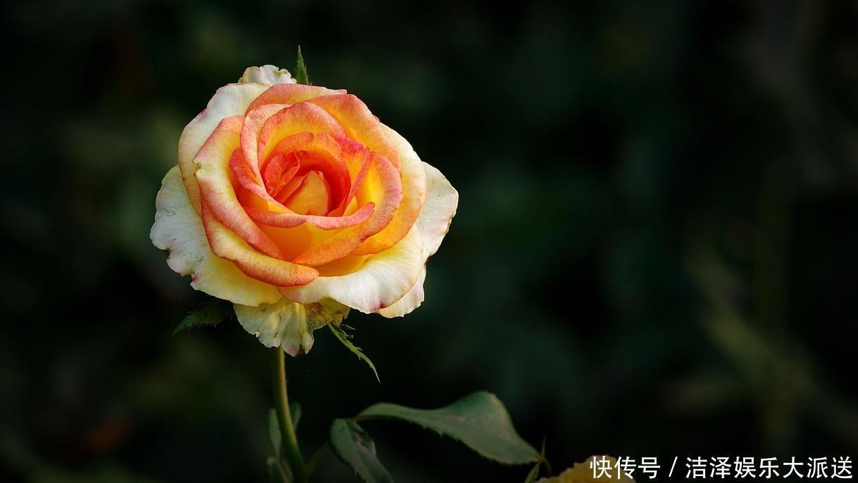 土壤|月季剪剪枝,蹭蹭长还不招虫,夏天开爆阳台!