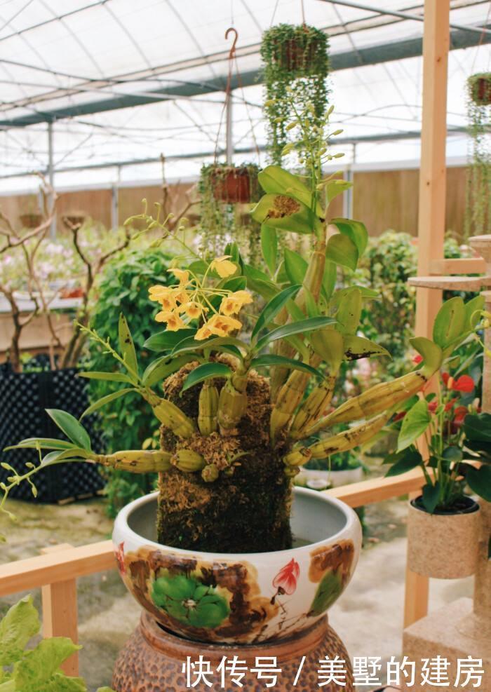 品种|冬养石斛问题多,把握三点,初冬长得壮