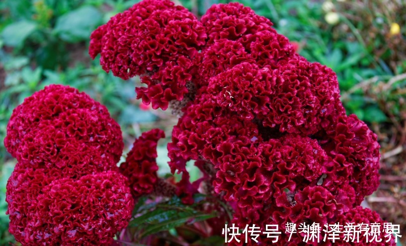 花坛|此花,有人称之“花中之禽”,实则滋补强身,掌握技巧养出花坛