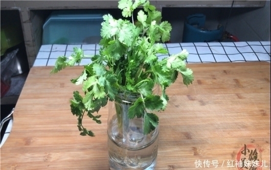 原来保存放半年的香菜这么简单,教你饭店的诀窍,一年只用买一次