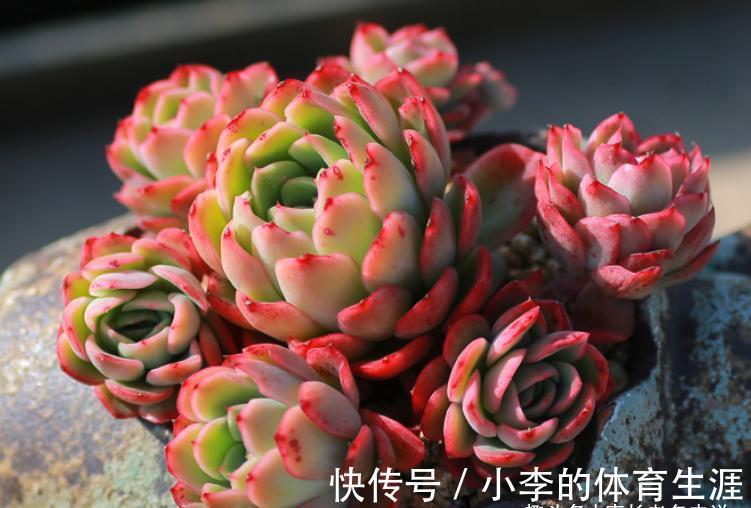 没养玉杯东云的肉友,这种兼具两系特点的多肉,你是怎么错过的?