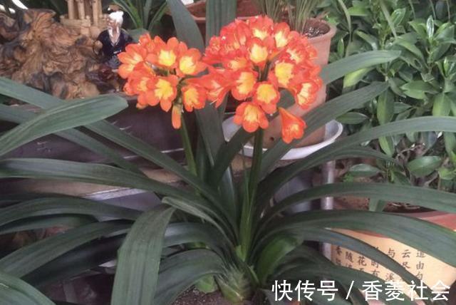 君子兰|君子兰开花有4把“锁”，明白人逐一打开，想不开花都很难