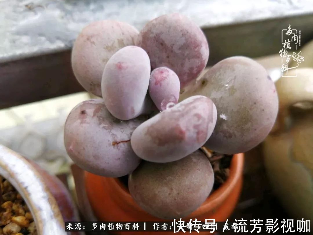 多肉|人生有时候就像多肉，不是不出彩，只是经历的时光还不够！
