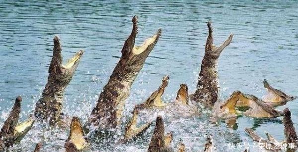 日本|真实还是谣传?千名日本军人与某种动物血战一夜,差点全军覆没