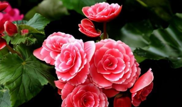 养花|此花不是大神不敢碰，浇水就烂根叶，这谁养得活