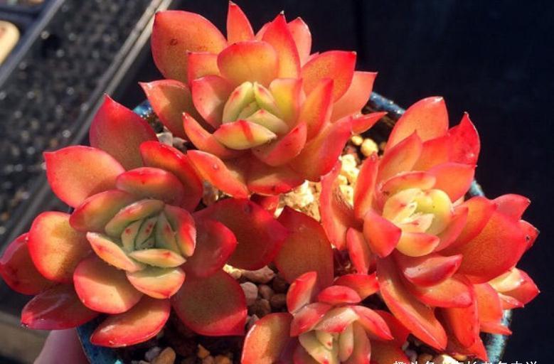 这5款多肉极难养出状态,养护环境不好或新手朋友最好不要碰它们