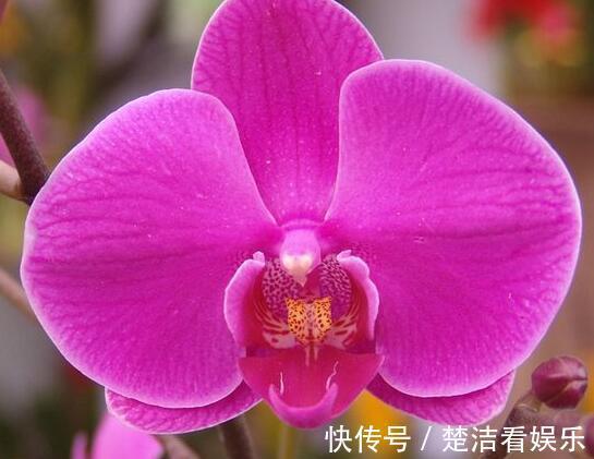 4种公认难养的花，稍有不慎，白忙一场，只剩盆，坑！