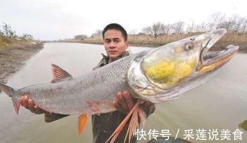 钓鱼人|俗称水老虎,淡水养殖的害鱼,能吃掉水中所有鱼,一条能卖上千元