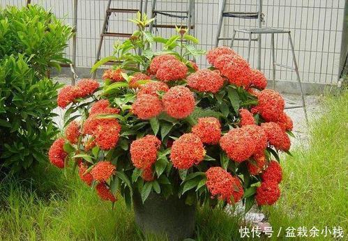 养护|3种贵气花，好养又好看，寓意美好，值得拥有！