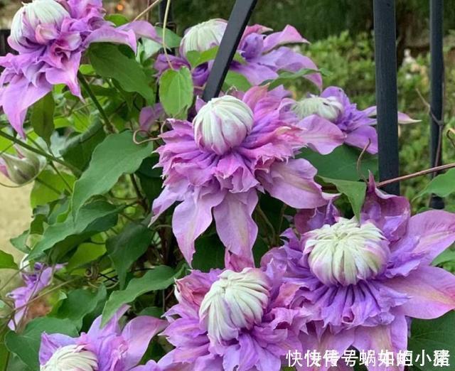 如果我有小院,一定会养这“3种花”,让小院变花园,年年看花