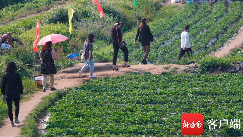 春节假期海口农庄迎客忙 市民游客尽享田园采摘乐|原创组图 | 初五