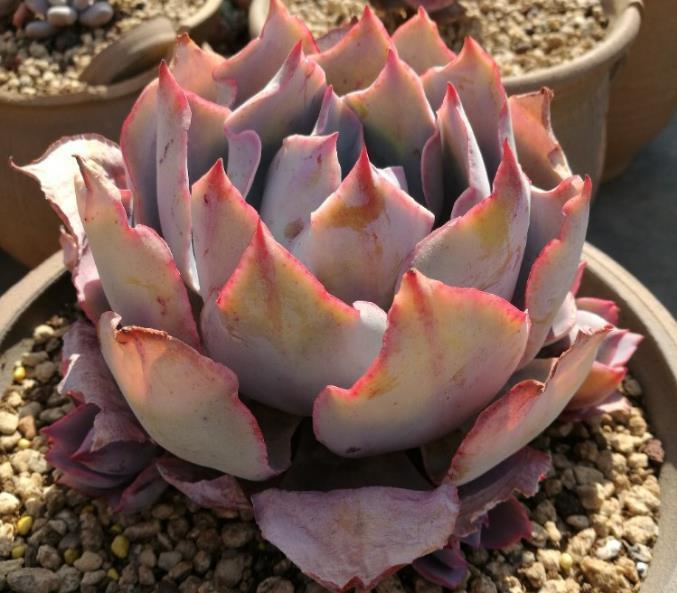 家里的多肉植物越养越瘦这样浇水，储藏水分，叶片肥厚多汁