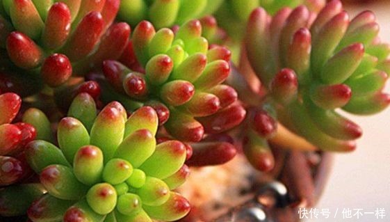 多肉植物|新手养花不如养一盆“虹之玉”,红颜知己,心心相通