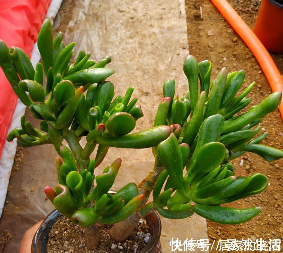 青锁龙属|一种多肉名叫吸财树，叶形奇特还会变色，冬天用对方法还能爆盆