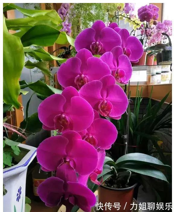 富贵花|7种“富贵花”,容易被浇死,别太狠,一杯水就够养一冬天