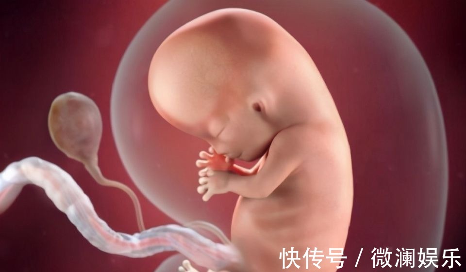孕妈|组图了解胎儿在子宫中的生长过程,生命太奇妙了!准爸妈们看看