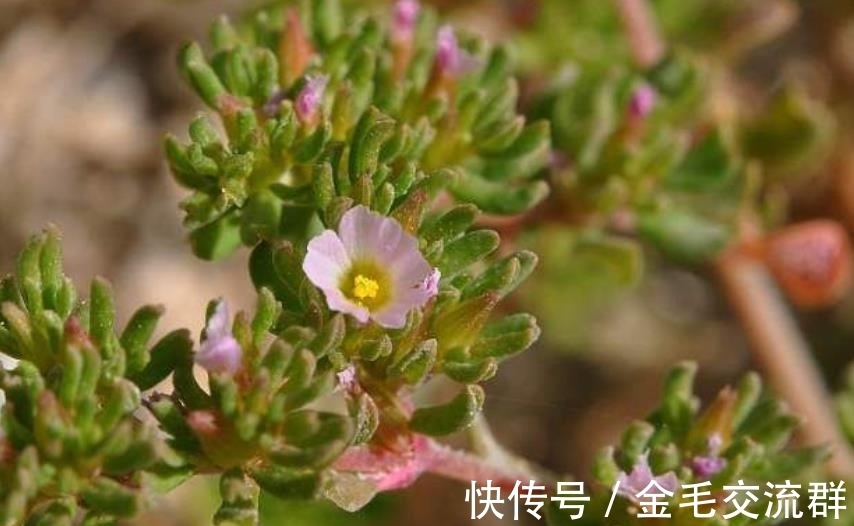 去野外挖植物当盆栽养?4种植物濒危,挖一株少一株