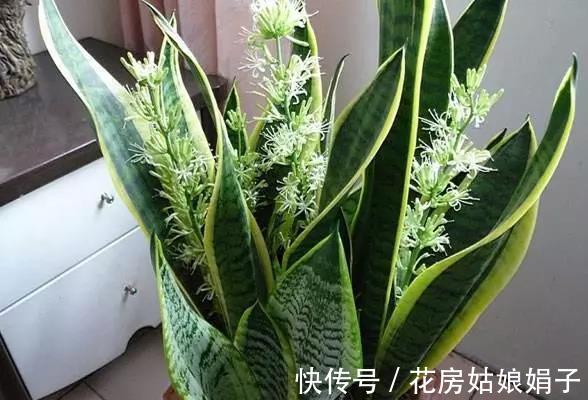 浇水|养虎皮兰，用6个简单的小技巧，1年能长2米高，开花满盆