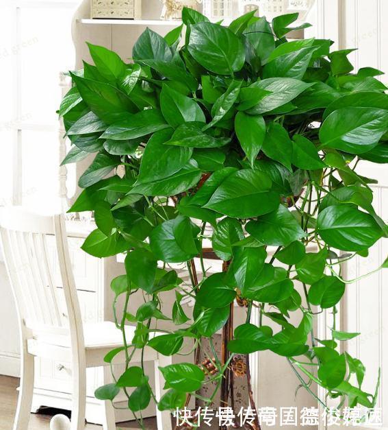 出门捡4种东西,养花垫盆底,营养土不用买,疏松透气、不烂根