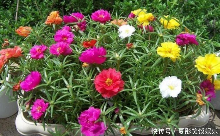 秋天|秋天就养此款植物,好养易打理,花姿妖娆,四季繁花似锦,美