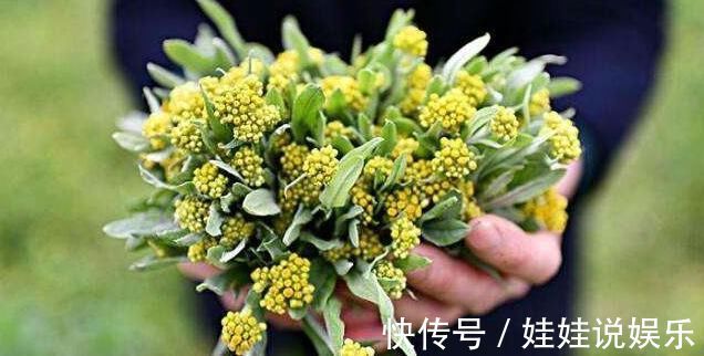 清明|农村田间不起眼的“清明菜”，以前被用来喂猪，排毒还能清血管