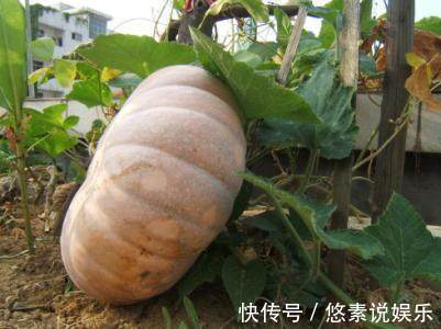 风景|你家南瓜在土里,我家南瓜长腿,爬房顶上看风景!