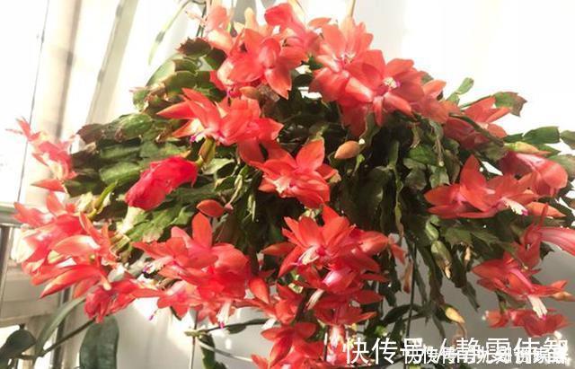 夏季|蟹爪兰要狠劲“掐”，度夏才安全，秋天直接爆芽，新叶肥厚猛开花