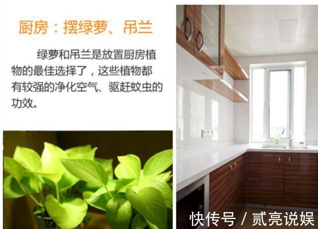 如何让家里更加的清新4个地方摆放绿植,给你带来不一样的感觉