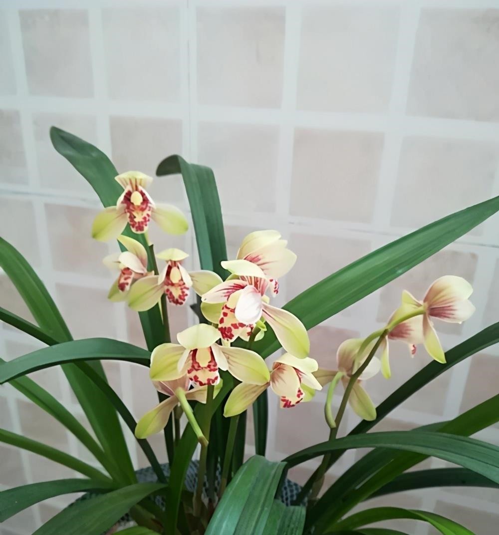 何时才是浇花的最佳时机,可从三大方面,来加以判断