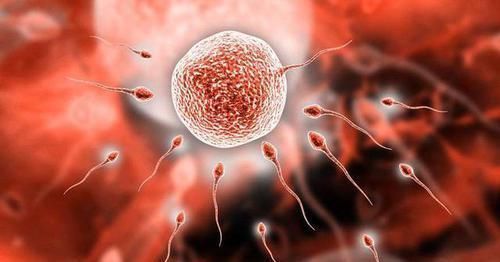 卵子|女性来“大姨妈”,20天来一次与40天来一次,到底哪个衰老得更快