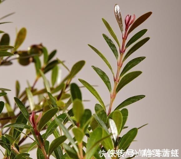 盆栽|这3种花越养越旺,摆在家里很惬意,精致小巧老桩更值钱!