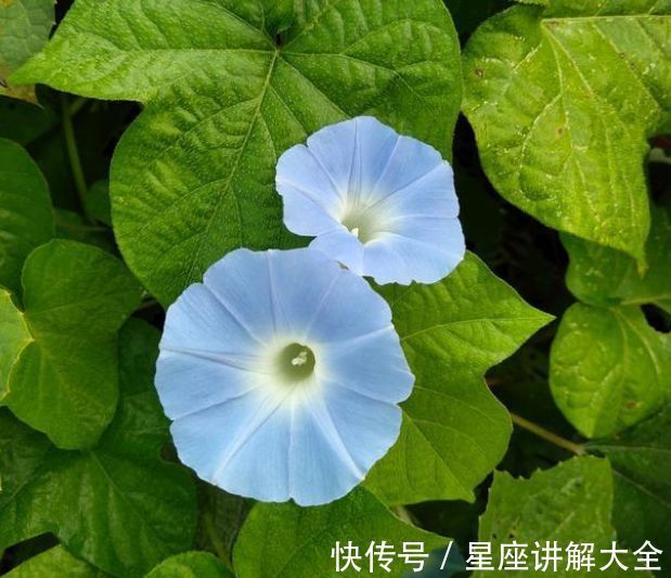 伴侣|一天后,4个星座,情深似海,一旦爱上不轻易变心,别辜负他们