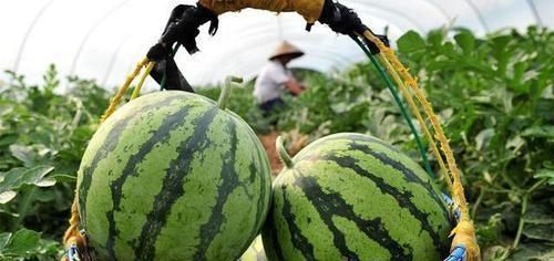 元气满满|气血足的人老得慢!女性气血不足,身体会“通知”你,藏也藏不住