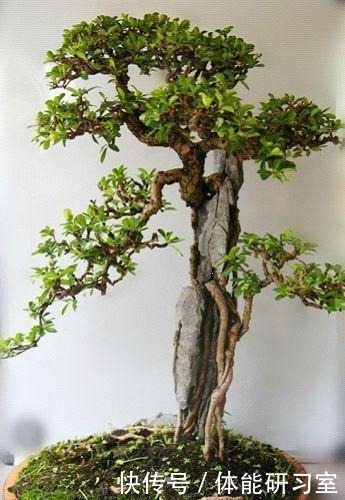 破盆配“路边草”,野性十足,省钱接地气,养上2年就美了!