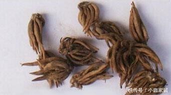 球根|花毛莨叶片似芹菜叶、球根像鸡爪,开花很好看,都叫它芹叶牡丹