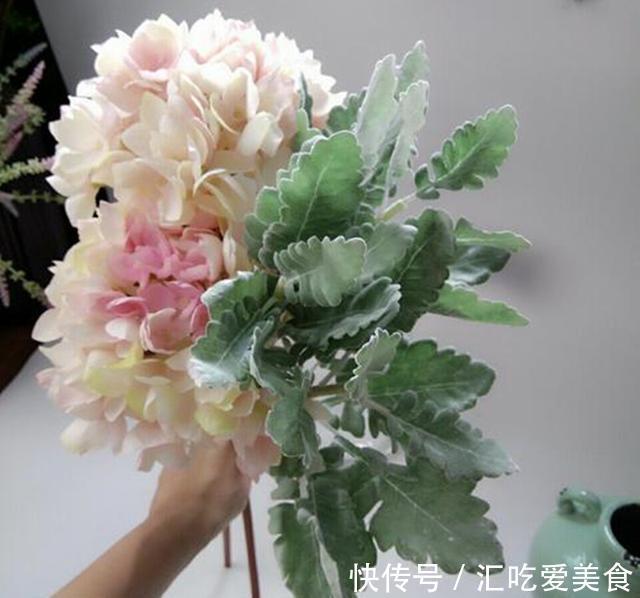 此种花靠叶子出名，比绿萝好养，还自带毛绒过