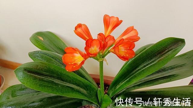 仙客来|被称为“夏必死”的8种花,我却喜欢买一些,因为能“省”不少钱