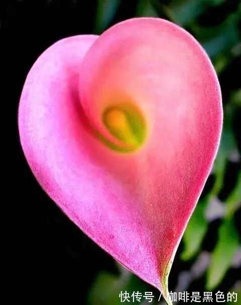 奇花|奇花、奇花、奇花、罕见奇花，赶快打开欣赏吧