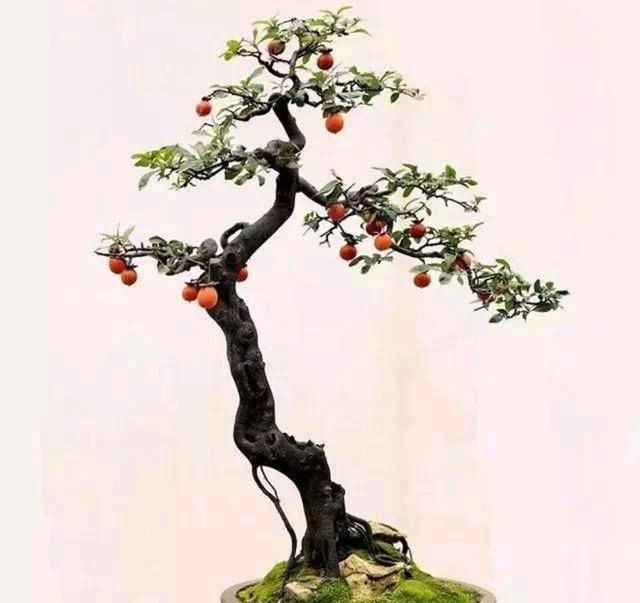 注意这些,金弹子小苗变美丽微盆景,来看看吧