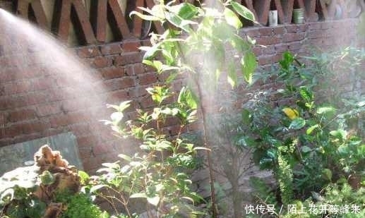 家里盆栽养不活，只要这几点，就可以让它油光发亮！