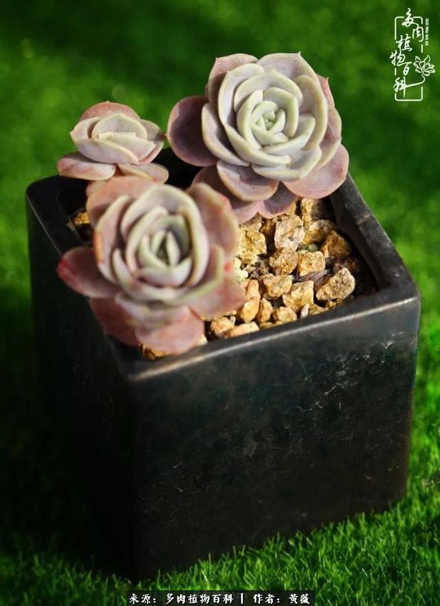 养了三年多肉，终于明白佛系养肉才是王道！