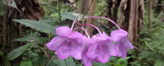 这种能续筋接骨的草药,长在路边,竟无人认得,中医,真的式微了