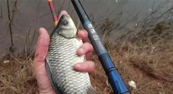 老钓手果然没吹牛,野钓鲫鱼只要用上这四招,天天去钓都不过瘾