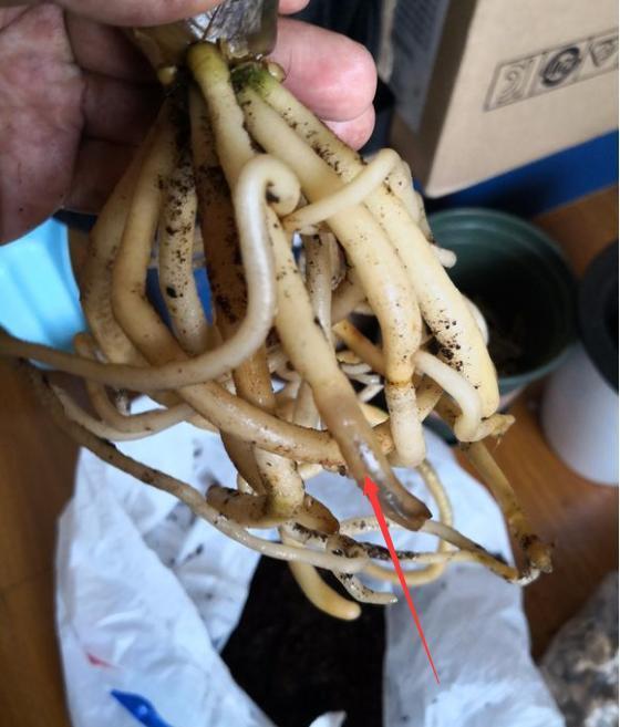 修剪|君子兰换盆时要剪根别太随意,剪错会整盆死