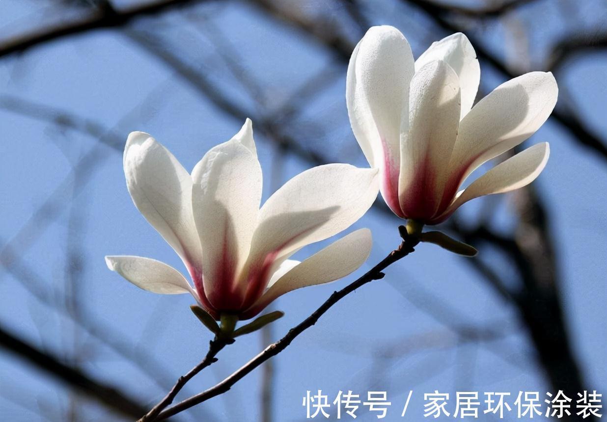 农历九月十八霜降后，养什么花？家里养3种花，长长久久富贵吉祥