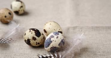 卵磷脂|鹌鹑蛋中的卵磷脂,对促进胎儿脑部发育作用有多大?