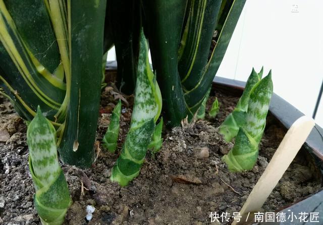 家家都有的“营养肥”,养虎尾兰管用,盆里浇一点新芽猛蹿