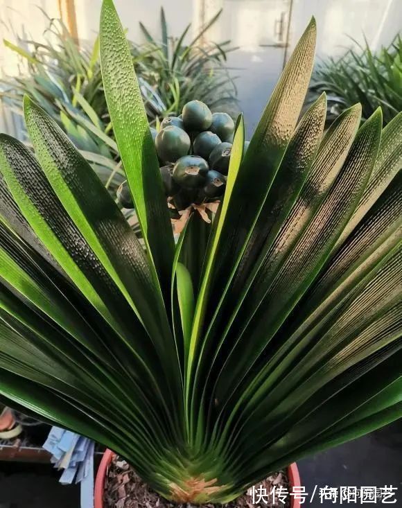 养花养不活?这9种“不死花”,浇浇水就能开花,花开大半年