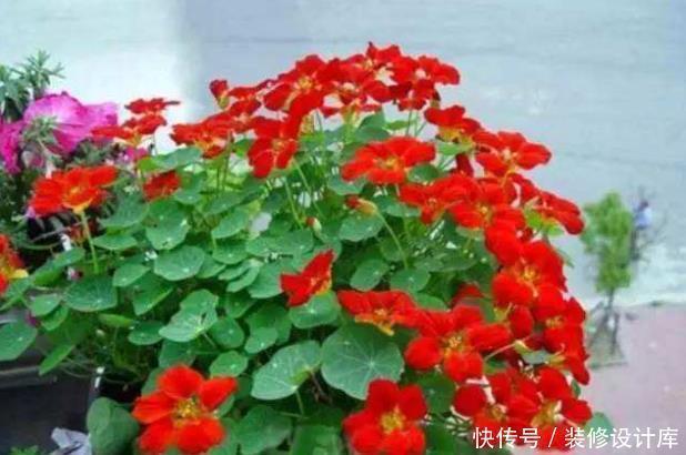 它是冬天里的“主角”，只需一粒种子，几个月就能花开上百朵！